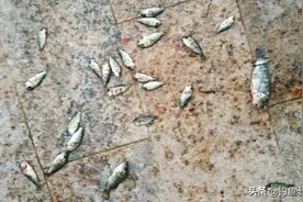 在南方泛滥的罗非鱼，有向北方蔓延的趋势！吃货们要努力了图片