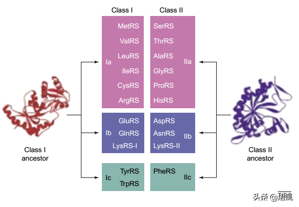 蛋白质翻译时如何确保选择正确的tRNA？