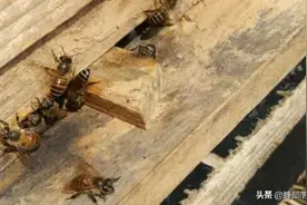 蜂门雄蜂增多，未必就是好事，3种情况不及时处理，蜂群就毁了图片