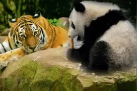 为何狮子和老虎不攻击大熊猫？大熊猫：查一下老子以前叫啥图片