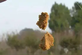 搓饵、拉饵都不好使？试试捏饵有惊喜图片