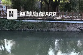 密密麻麻！福州白马河内，鱼儿为何成群冒头“撒欢”？图片