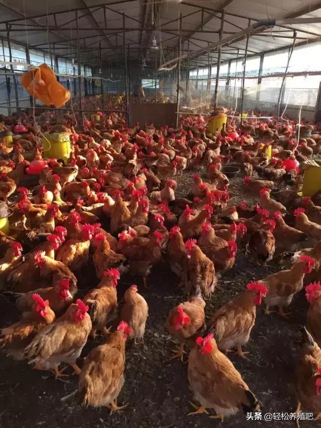 脱毛对鸡皮肤有好处吗