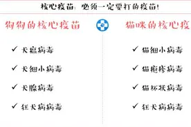 科普篇｜超实用宠物疫苗接种指南！一看就懂图片