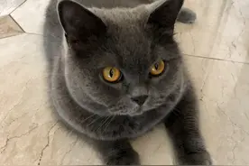 猎人与猎物图片