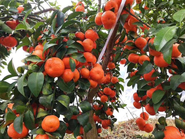 德国edenn螯合技术分析