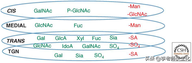 蛋白质的糖基化修饰（二）