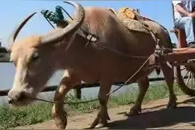 老牛破车疙瘩绳图片