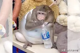 泰国主人收留猕猴，养成20公斤大胖子，减肥都减不动图片