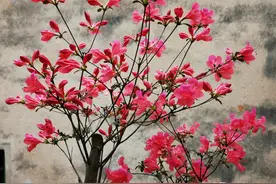 种植映山红，植料中加一把这种土，就能开出中国红图片