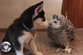 主人送了只猫头鹰给二哈，一年后悲剧了，猫头鹰：我的羽毛呢图片