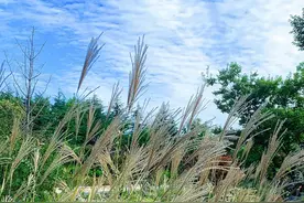 很多人错把它当成芦苇，其实它的名字叫“荻”图片