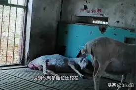 怎么知道母羊即将产羔千万不要把羊病当成产前征兆产后要做什么事图片