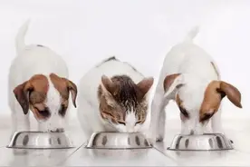 提高猫狗饮食健康，添加青口贝和海鱼！多样化饮食永远不会错图片