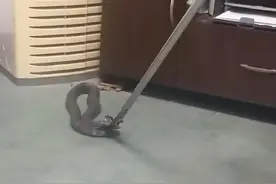 浙江发现一条毒蛇闯入办公室，疑似舟山眼镜蛇，为躲避台风雨天气图片