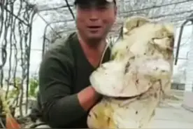 山东捕获1.7米近百斤黄金鲶！罕见的美味又被当成“垃圾鱼”？图片