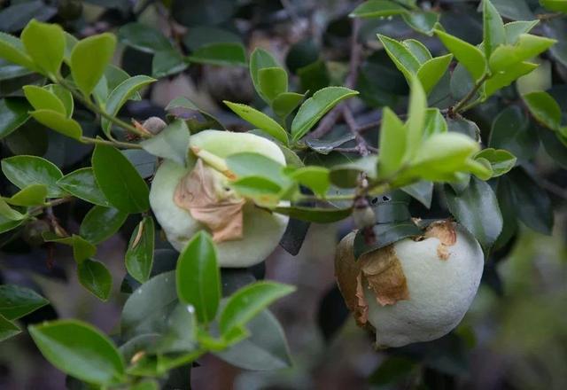 农村这种树叶四月吃最好，含植物氨基酸，错过了只能等明年