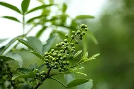 藤椒自述：其实我不是花椒……图片