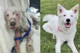 秃毛狗鼓起勇气搭讪路人被善心女生收养，一个月后变成仙气美狗…图片