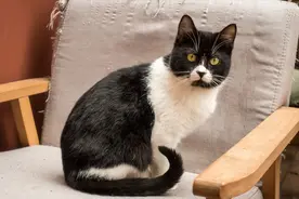 听我一句劝，别养奶牛猫！天堂地狱的感觉图片