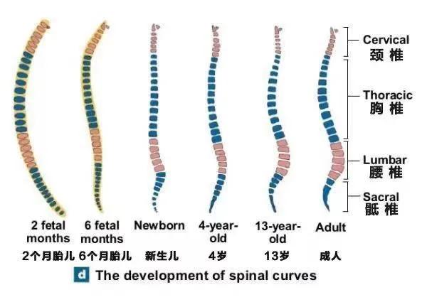 善肌身体乳小孩能用吗