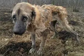 繁殖犬的悲哀：一生疯狂生育，直到子宫脱落，才能解脱图片