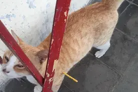 小伙发现橘猫身上插着棍子，以为受虐待着急不已，仔细一看笑出声图片