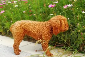 流浪狗竟然后入为主，争风吃醋，看主人如何一招制服图片