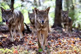 雄性领导的狼群，雌性领导的鬣狗群，哪个群体更强大？图片