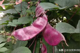 常吃紫扁豆有啥好处，青春靓丽，好多人不知道它的价值图片