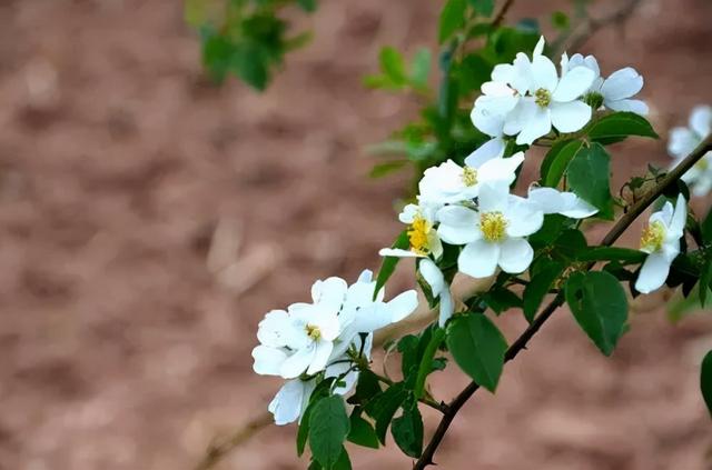 散文：花开荼蘼