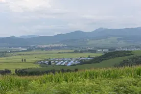 金达莱花开别样红图片