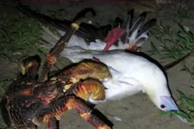 大爷半夜听到一阵惨叫声，起身一看笑得合不拢嘴，这是咋回事？图片