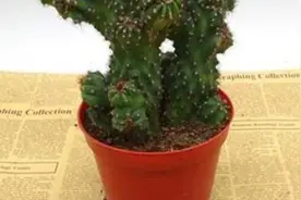 虎头山影的养殖方法图片