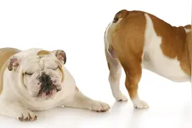 放屁很多，还响，是肠癌？医生：肠道健不健康，身体先知图片