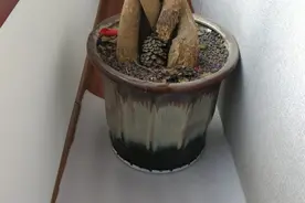 看瘦弱的我，怎样挪动一个不带滑轮托盘、小缸般大的大花盆？图片