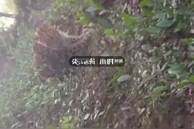 杭州野生动物世界3只金钱豹外逃，已追回一只！负责人被控制，调查组入驻图片