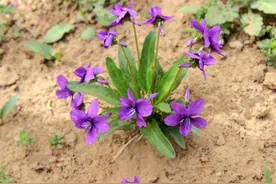 民间一紫色花植物，它就是“紫花地丁”，见到了别不认识图片
