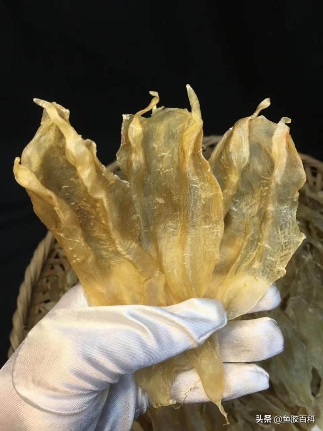 鱼胶 燕窝 鱼胶燕窝一起炖的做法