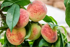 桃未熟核先裂，易染病还食感不佳，怎么办？了解原因，对症下药图片