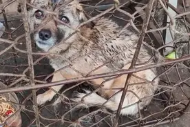 湖北：被卖狗贩的待宰狗狗太可怜，独自淋雨无人管，狗狗：救救我图片