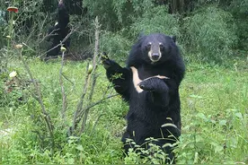 熊出没注意！老人上山捡菌遇黑熊，遇到熊我们该怎么办？图片