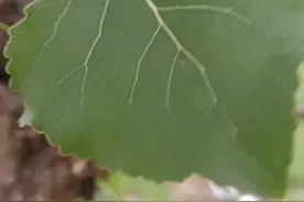 杨树叶的脉络图片