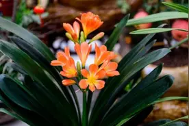 君子兰正在开花，给它做好“三不要”，否则花期短，还容易黄叶图片
