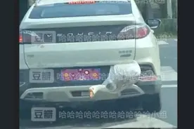 朋友五一返程路上遇到的大鹅，因为怕闷死，真是又可怜又好笑图片