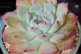 多肉植物化水，有3种原因，到夏天了，前2种要注意图片