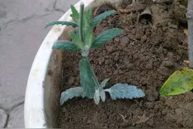 这几种养花粉不能乱用，尤其是现在是生长期，很容易适得其反图片