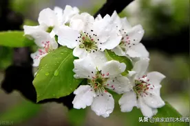 白锦无纹，玉树堆雪，同样写梨花，苏轼深沉透彻，丘处机仙风道骨图片