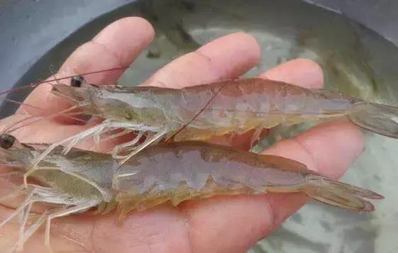 解决肠炎、偷死、白便问题！重点在这