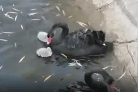 萌翻了！磴口喜迎两只黑天鹅小宝宝，竟然不是黑色的图片